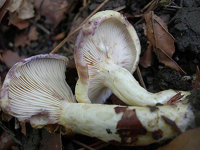 Funghi  e  Habitat